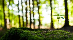 environment